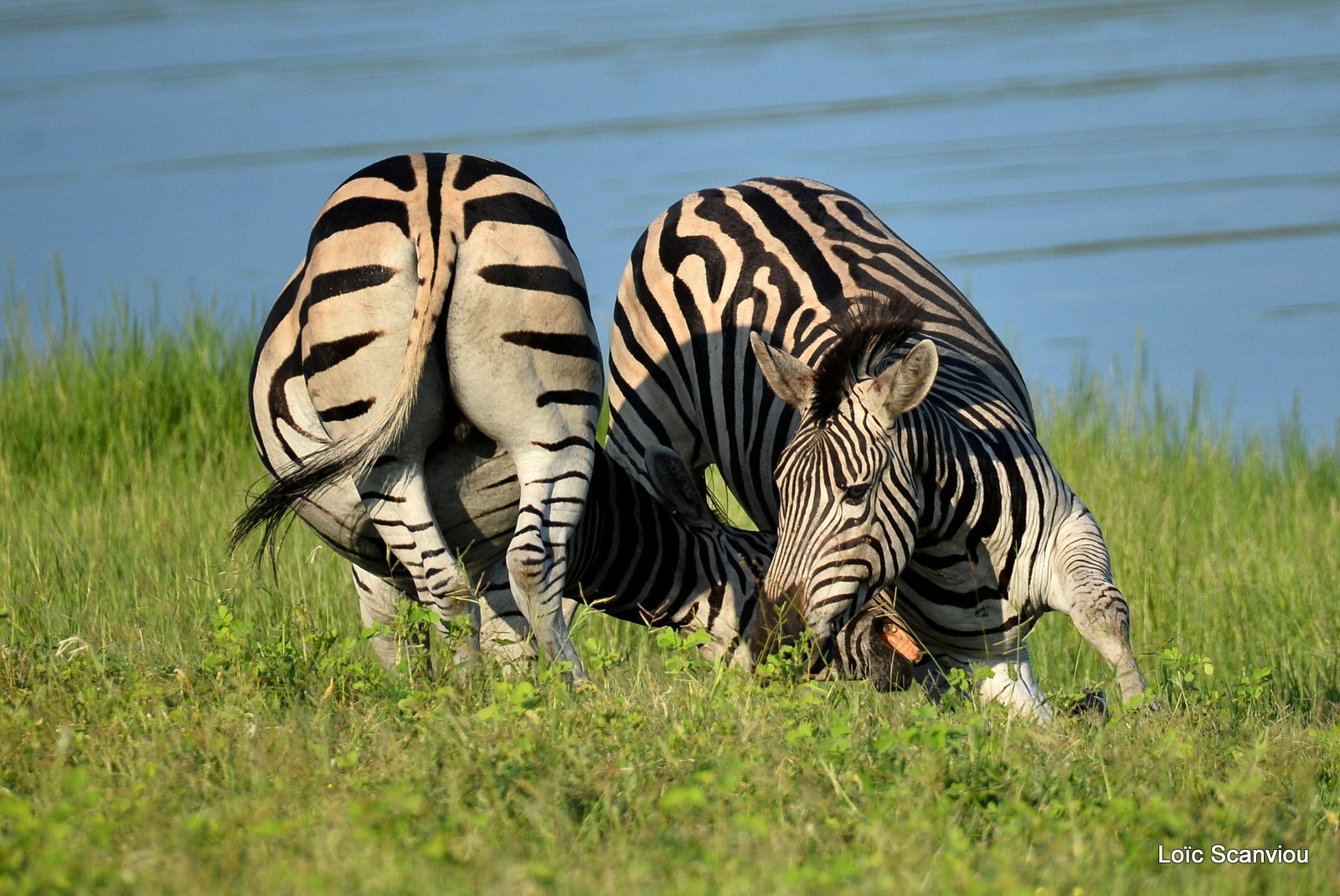Chobe River Front 2020 (214)