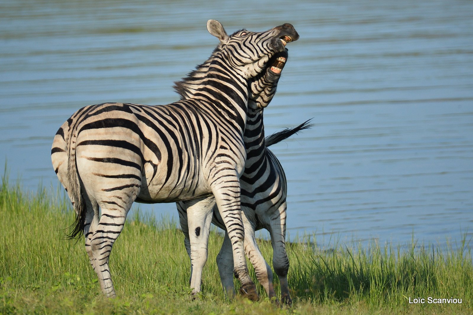 Chobe River Front 2020 (215)