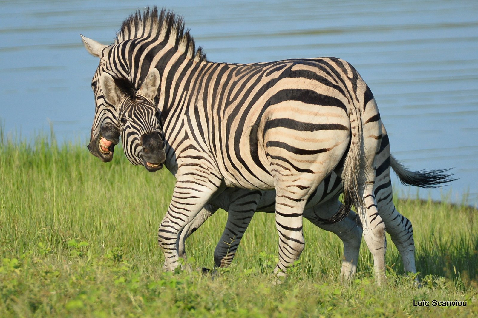 Chobe River Front 2020 (216)