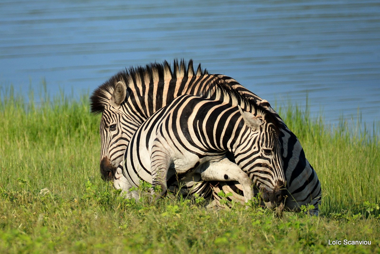 Chobe River Front 2020 (217)