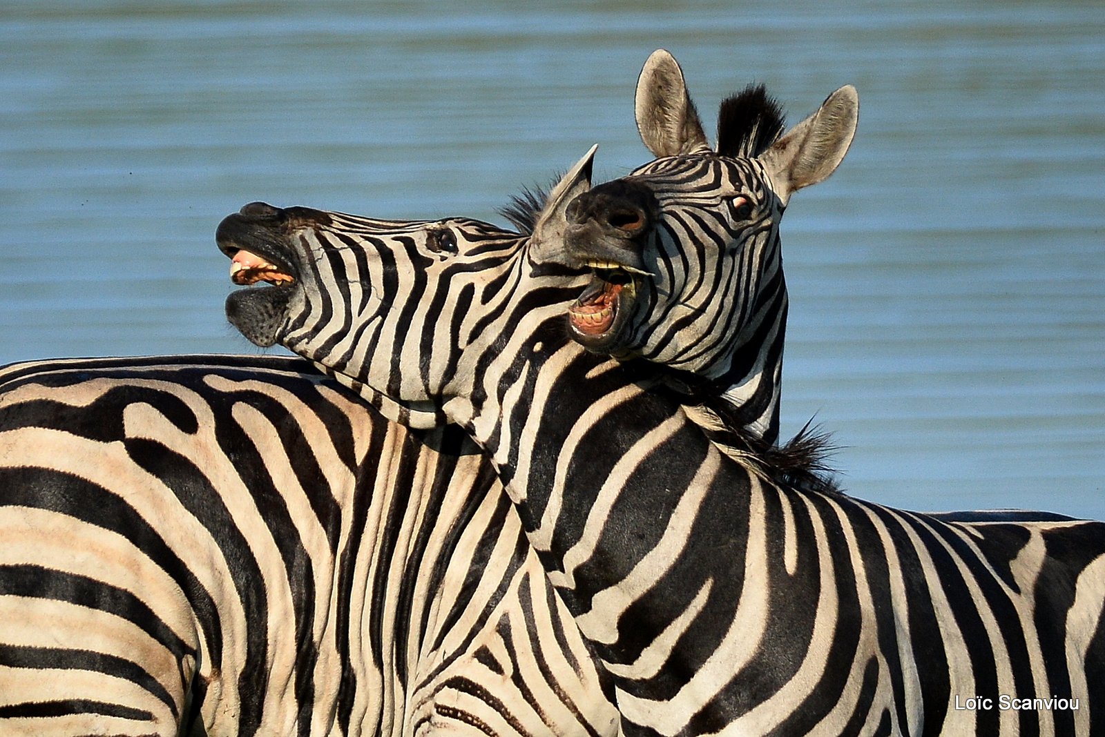 Chobe River Front 2020 (218)