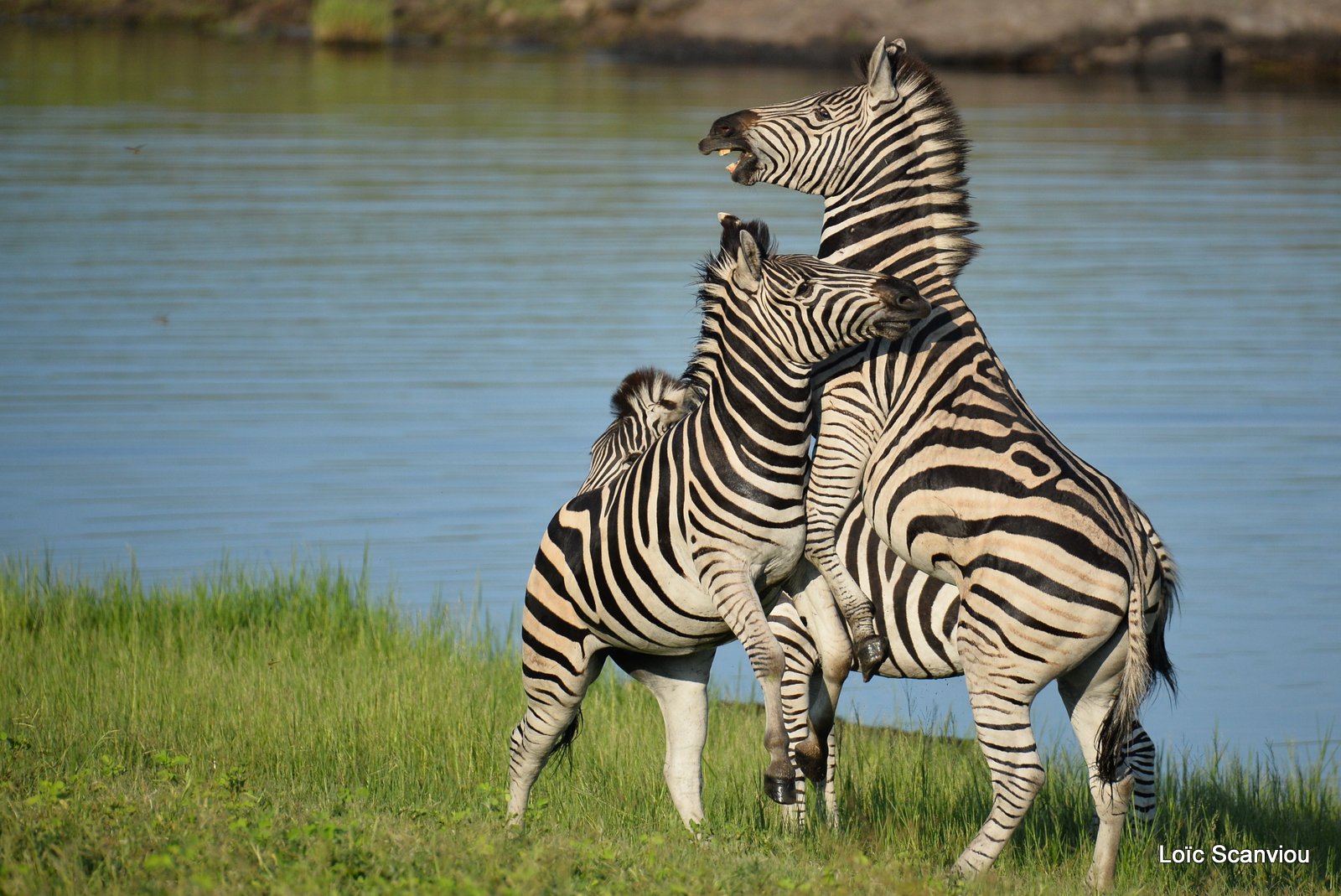 Chobe River Front 2020 (219)