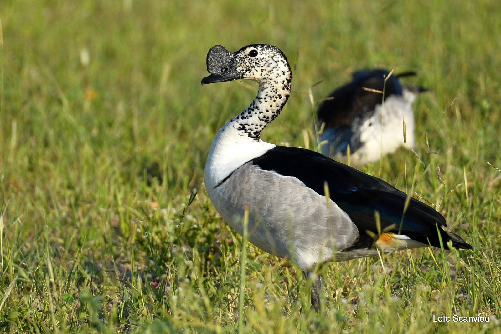 Canard à bosse/Comb Duck (1)