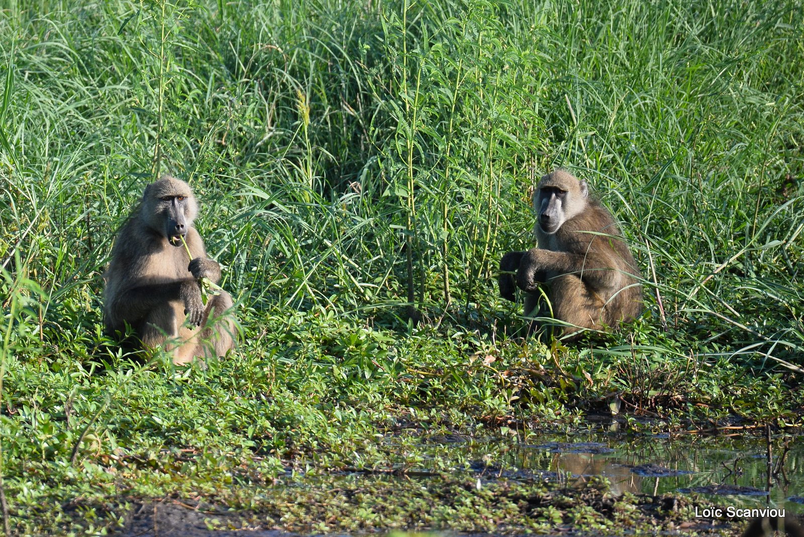 Chobe River Front 2020 (222)