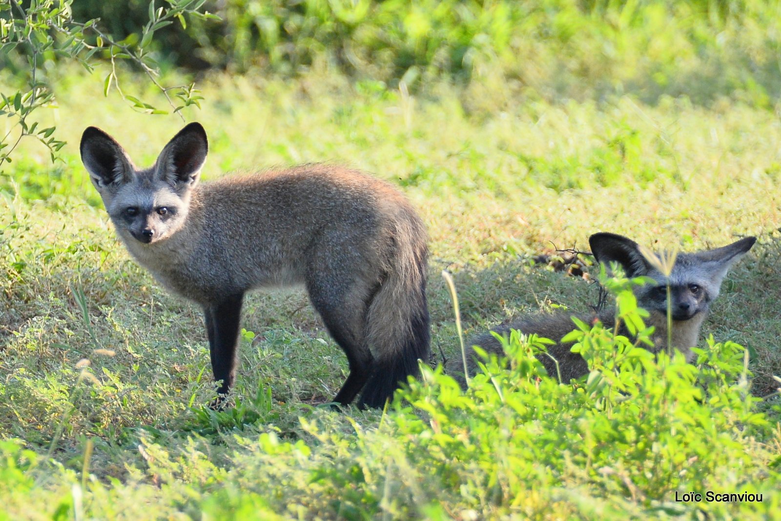 Otocyon/Bat-eared Fox (1)