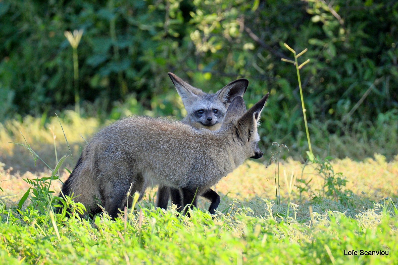 Otocyon/Bat-eared Fox (2)