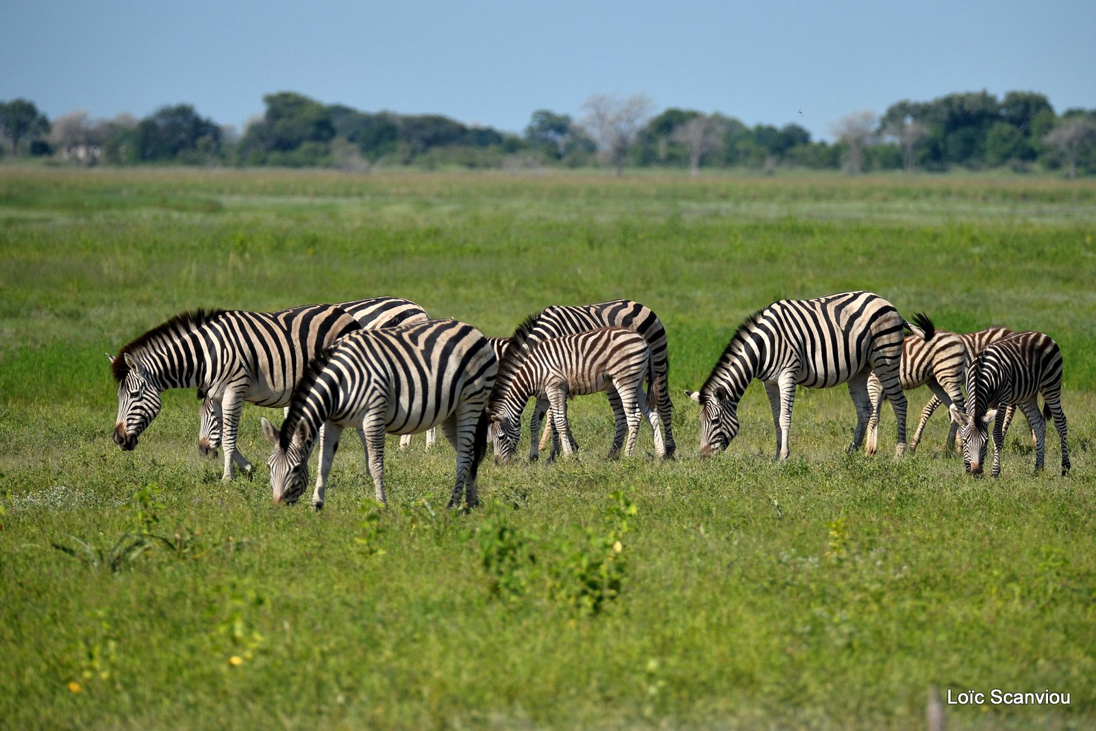 Chobe River Front 2020 (225)