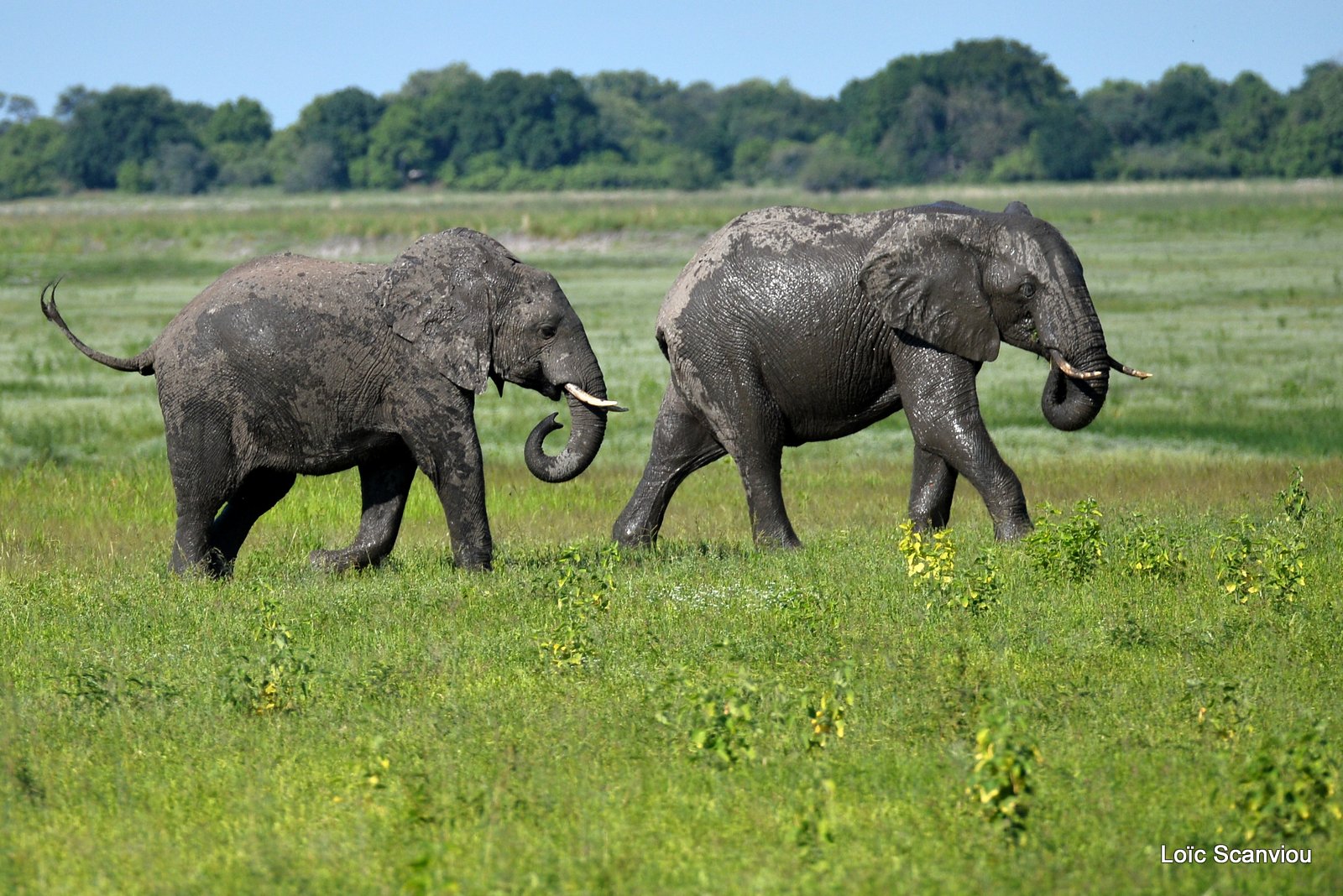 Chobe River Front 2020 (226)