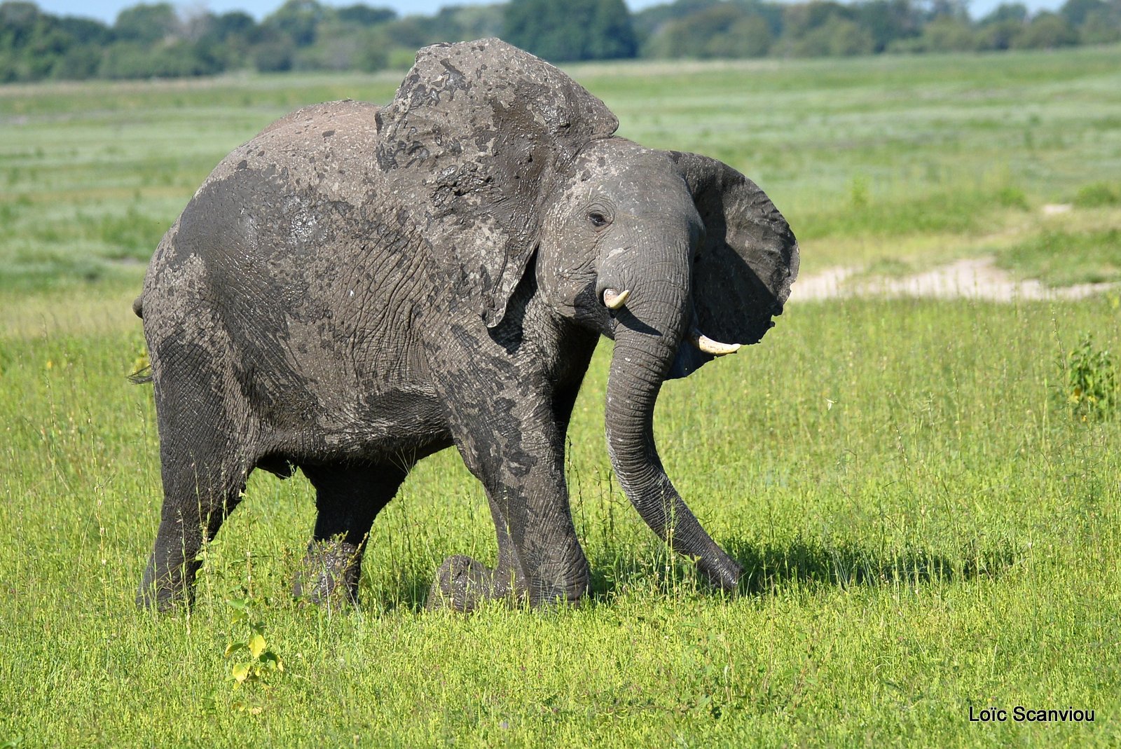 Chobe River Front 2020 (227)