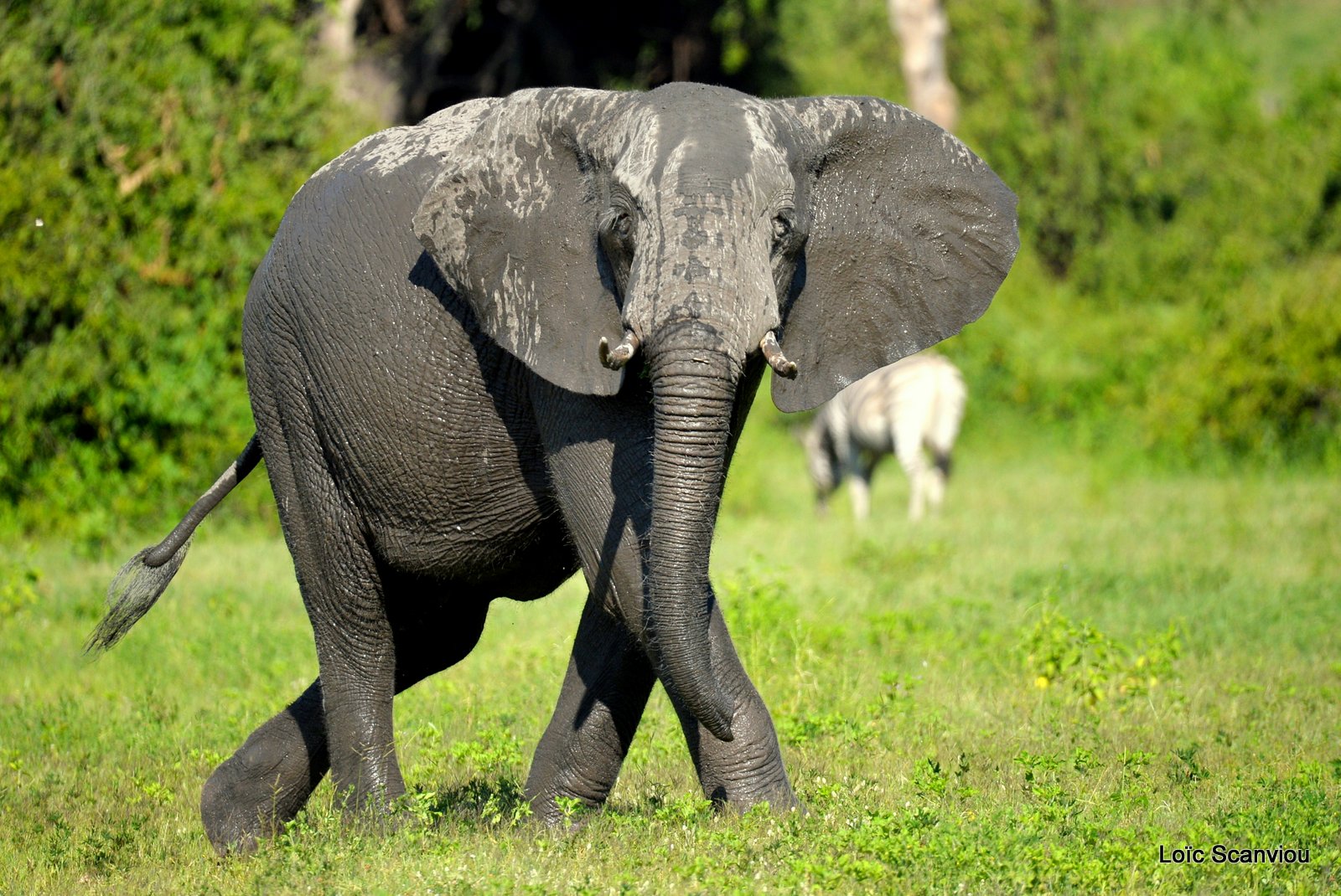 Chobe River Front 2020 (228)