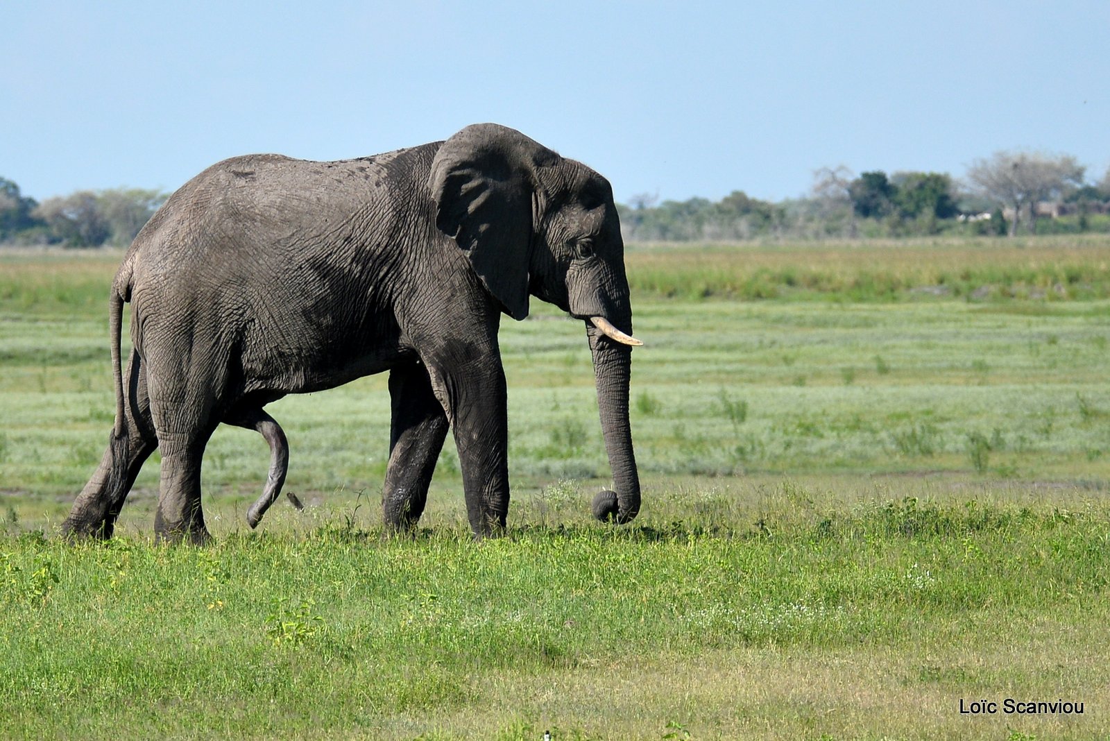 Chobe River Front 2020 (230)