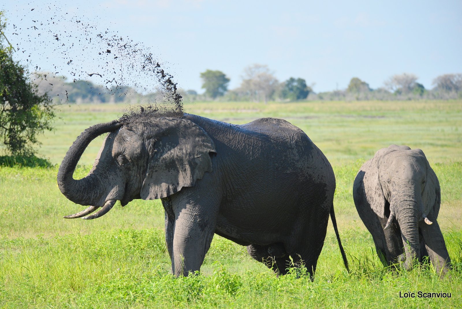 Chobe River Front 2020 (231)