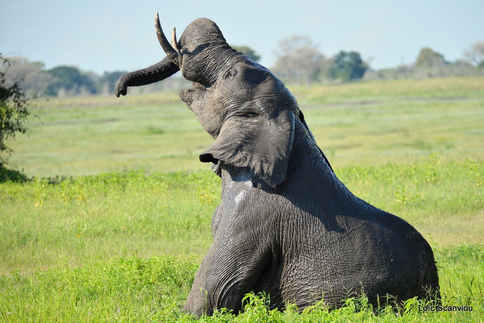 Chobe River Front 2020 (233)