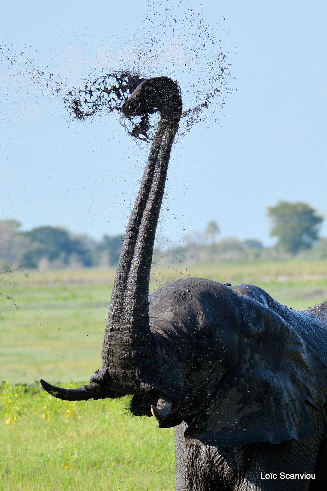 Chobe River Front 2020 (234)