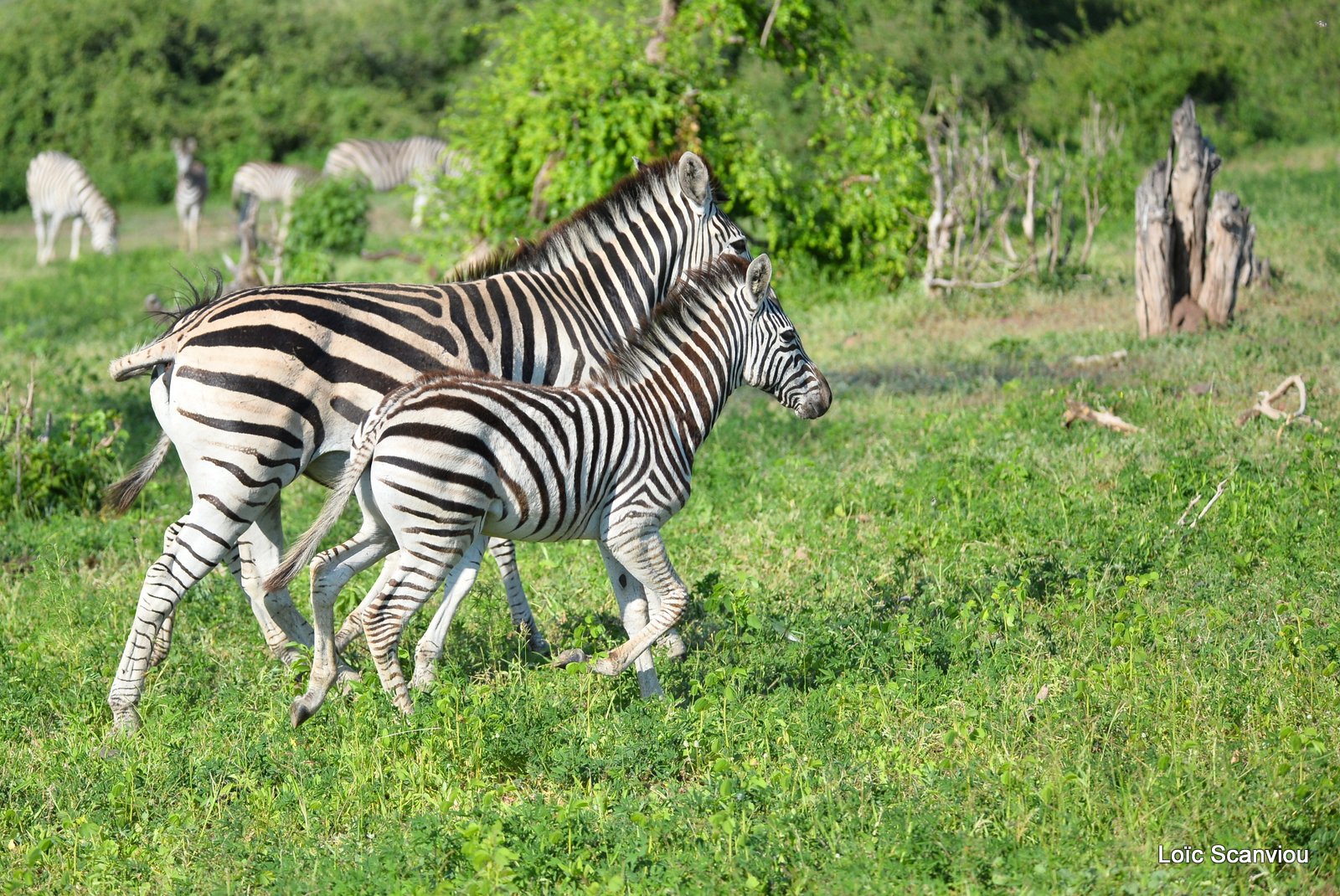 Chobe River Front 2020 (236)