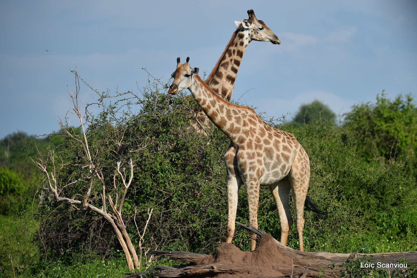 Girafe du Sud/Southern Giraffe (16)