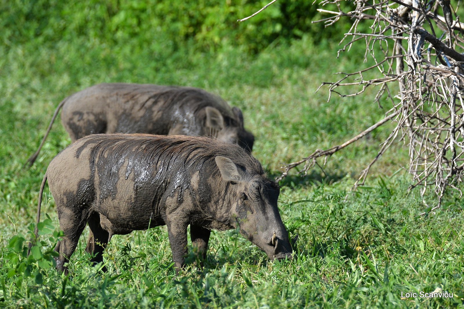 Phacochère/Warthog (3)