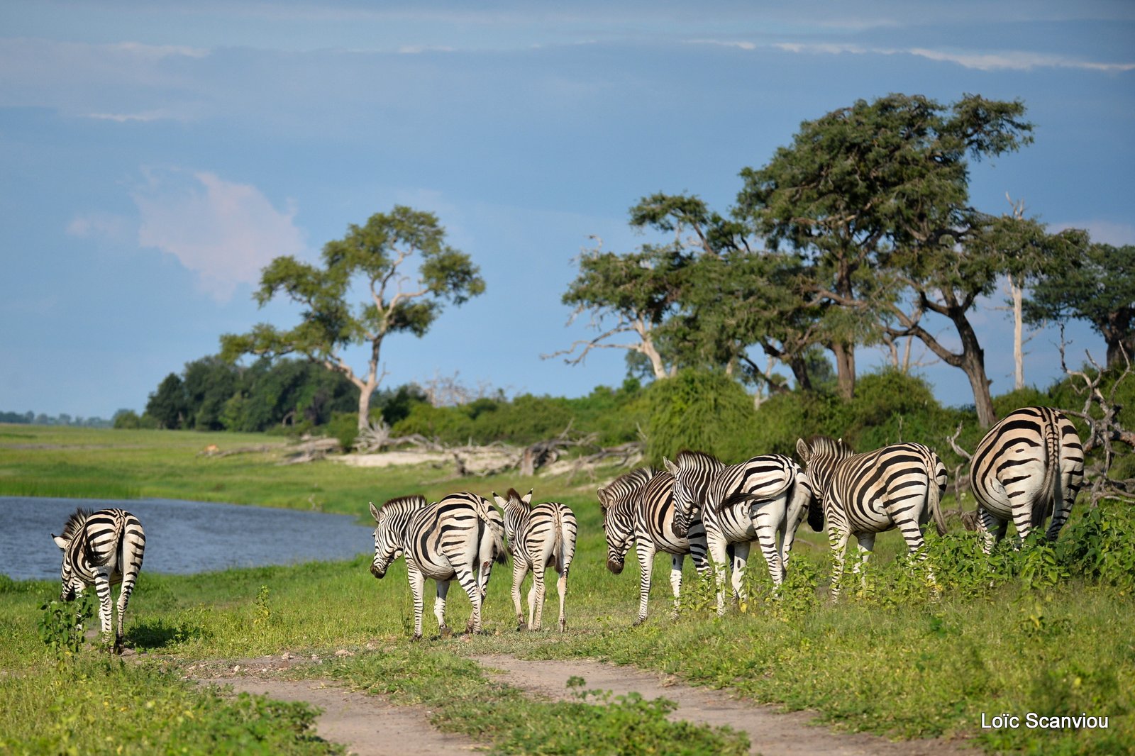 Chobe River Front 2020 (239)