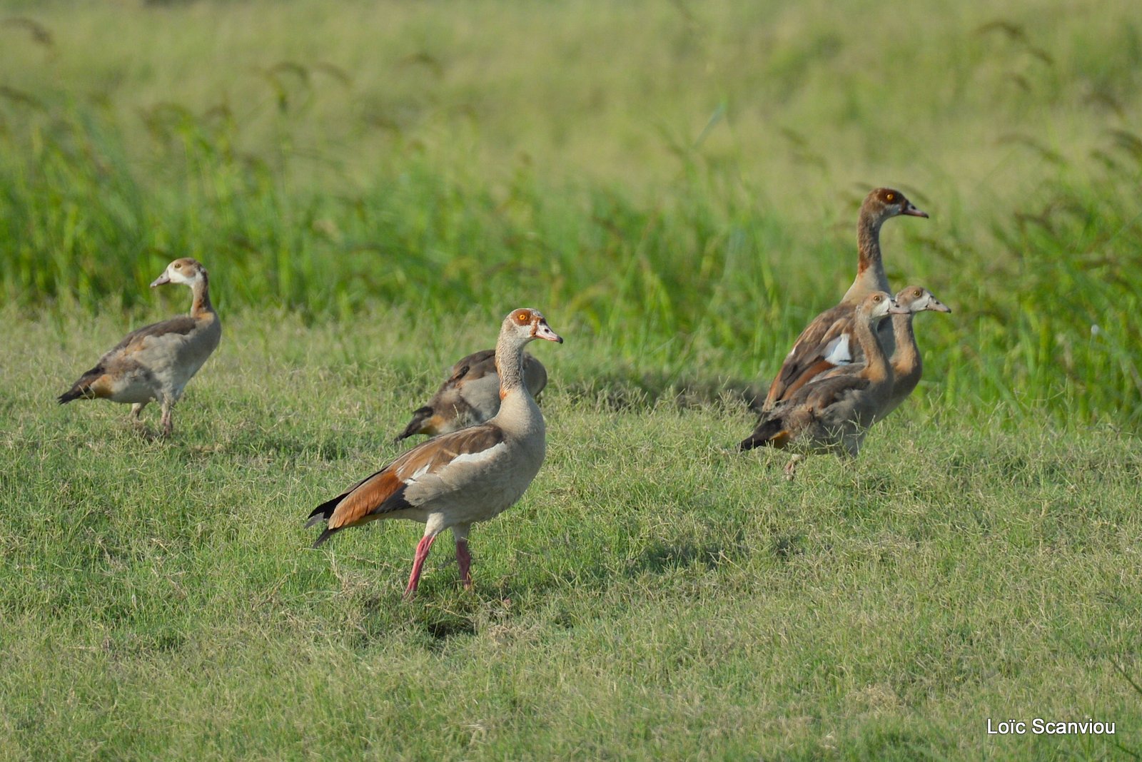 Ouettes d'Égypte/Egyptian Geese (1)