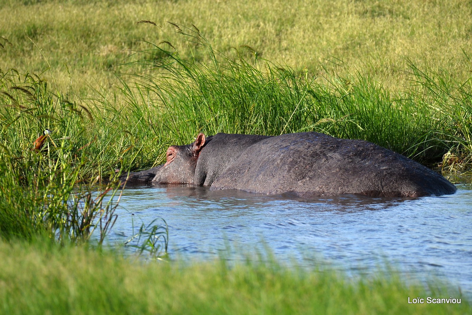 Hippopotame amphibie/Hippopotamus (3)