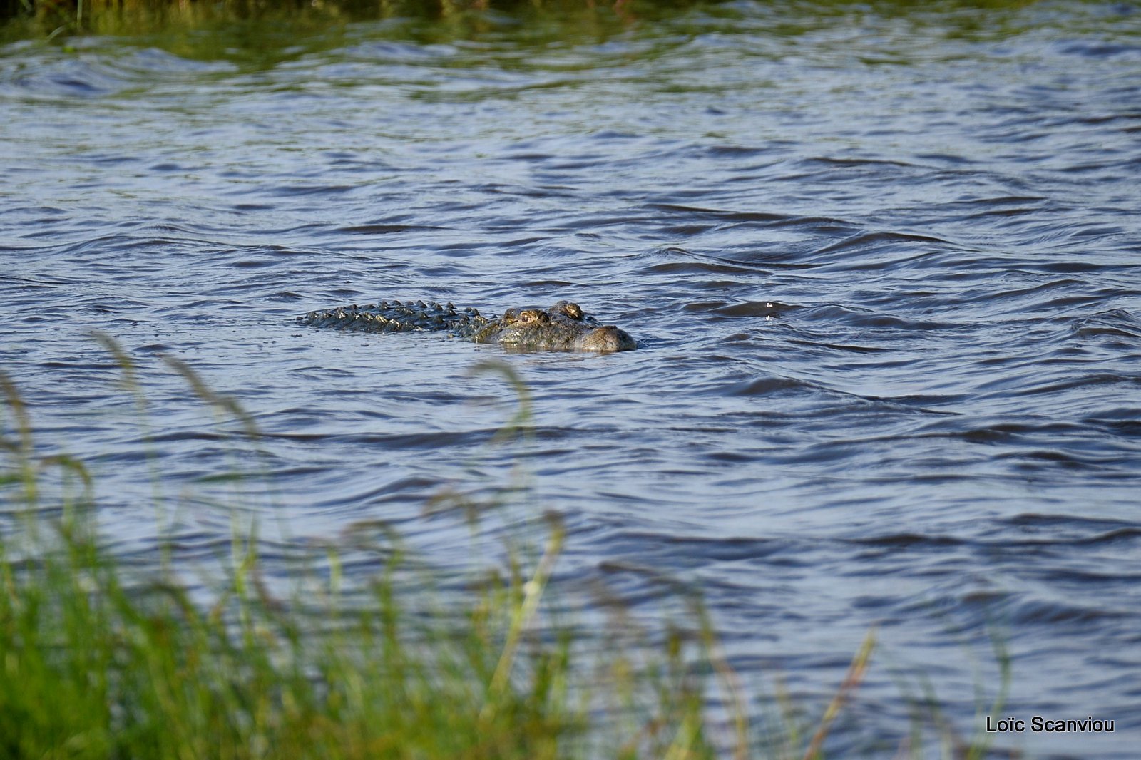 Crocodile du Nil/Nile Crocodile (1)