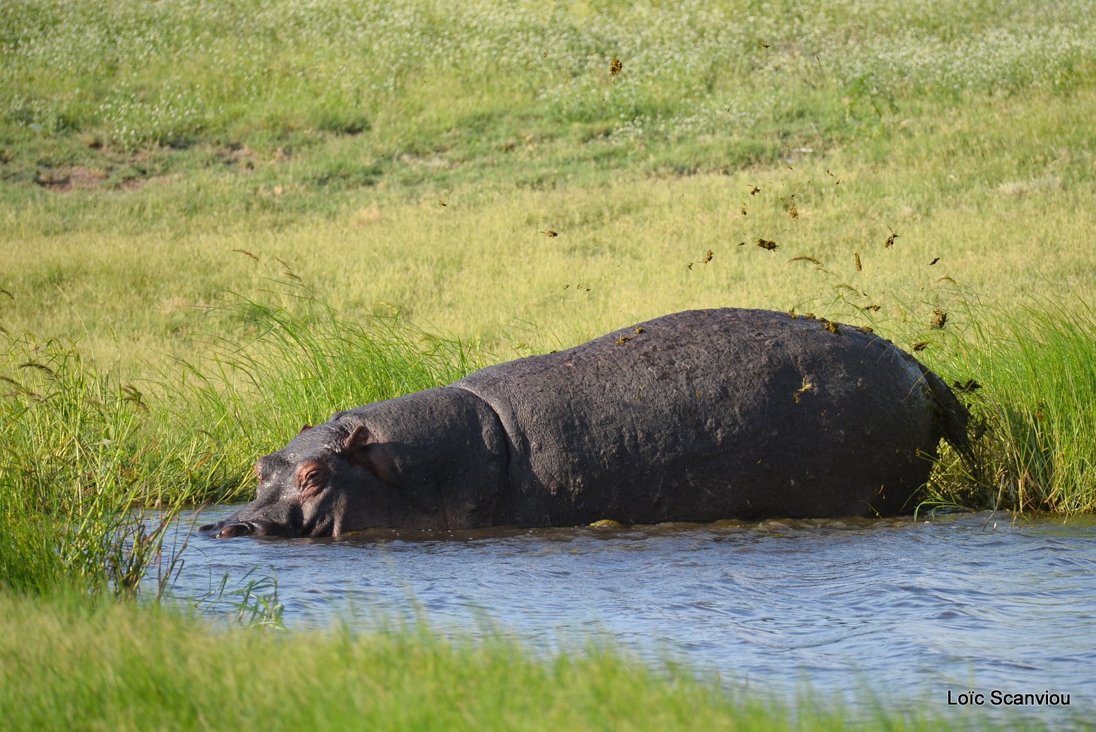 Hippopotame amphibie/Hippopotamus (4)