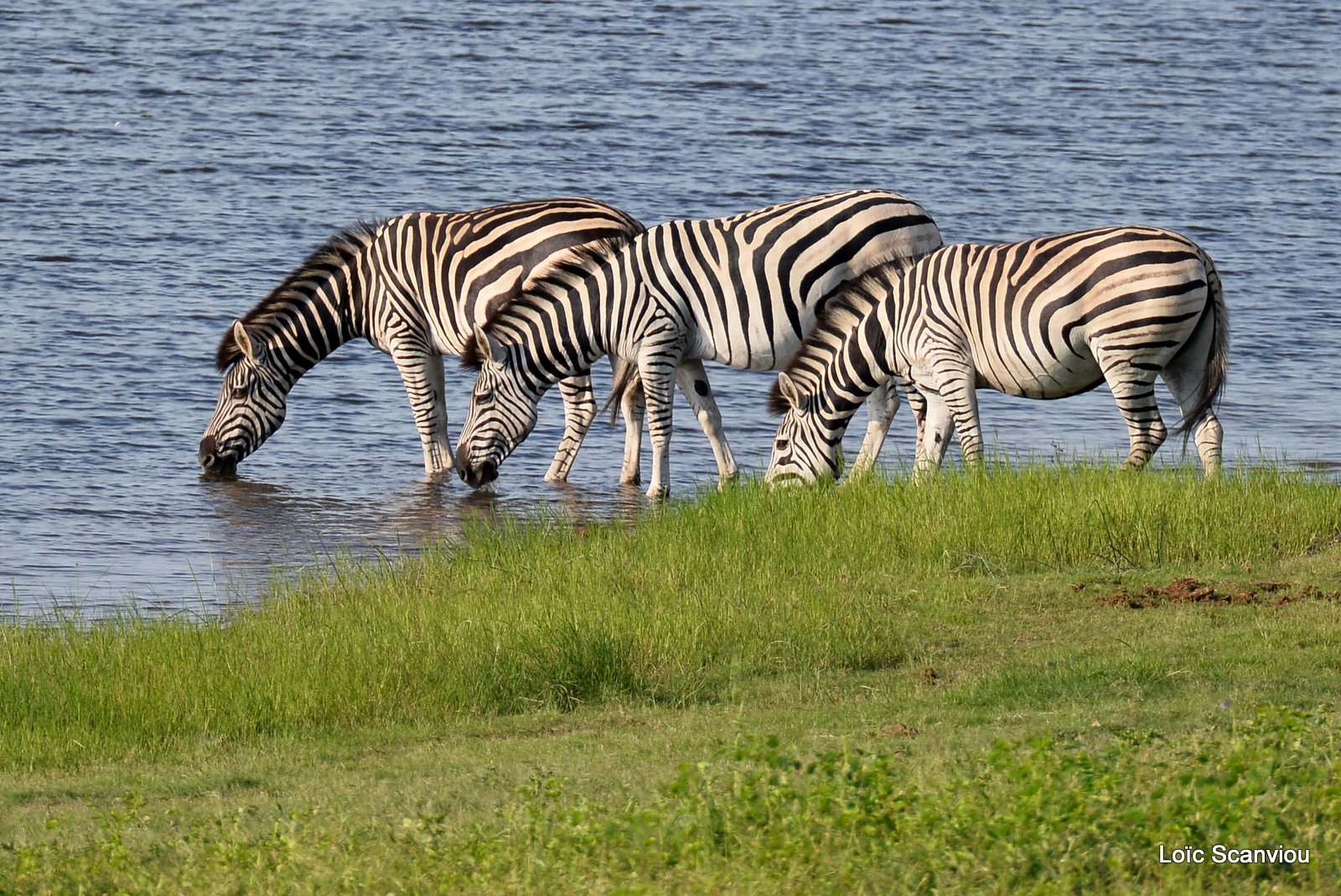 Chobe River Front 2020 (244)