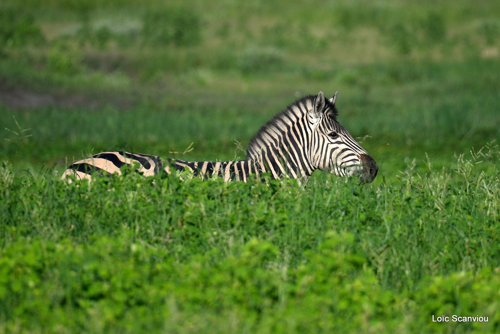 Chobe River Front 2020 (247)