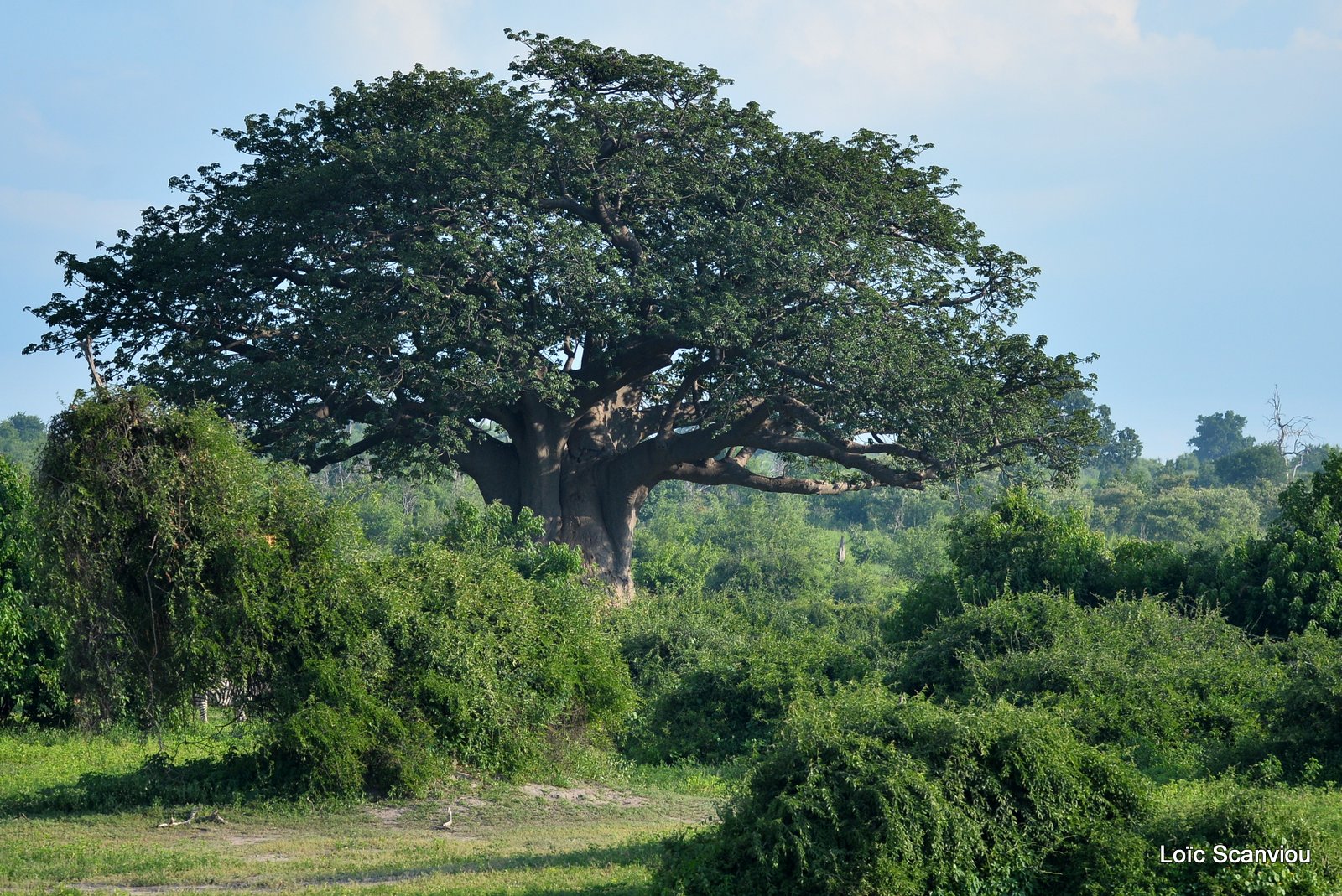 Chobe River Front 2020 (248)