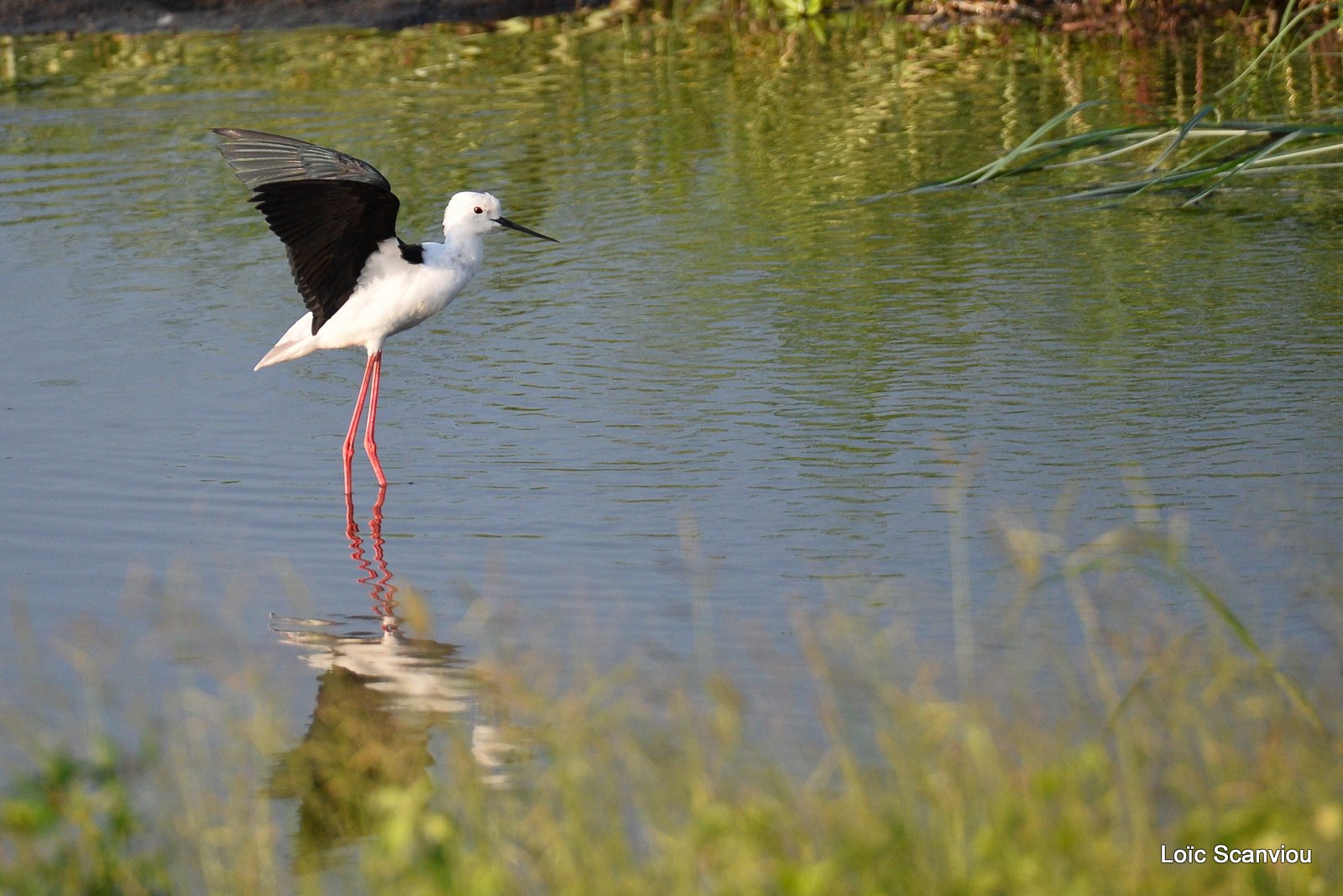 Échasse blanche/Black-winged Stilt (1)