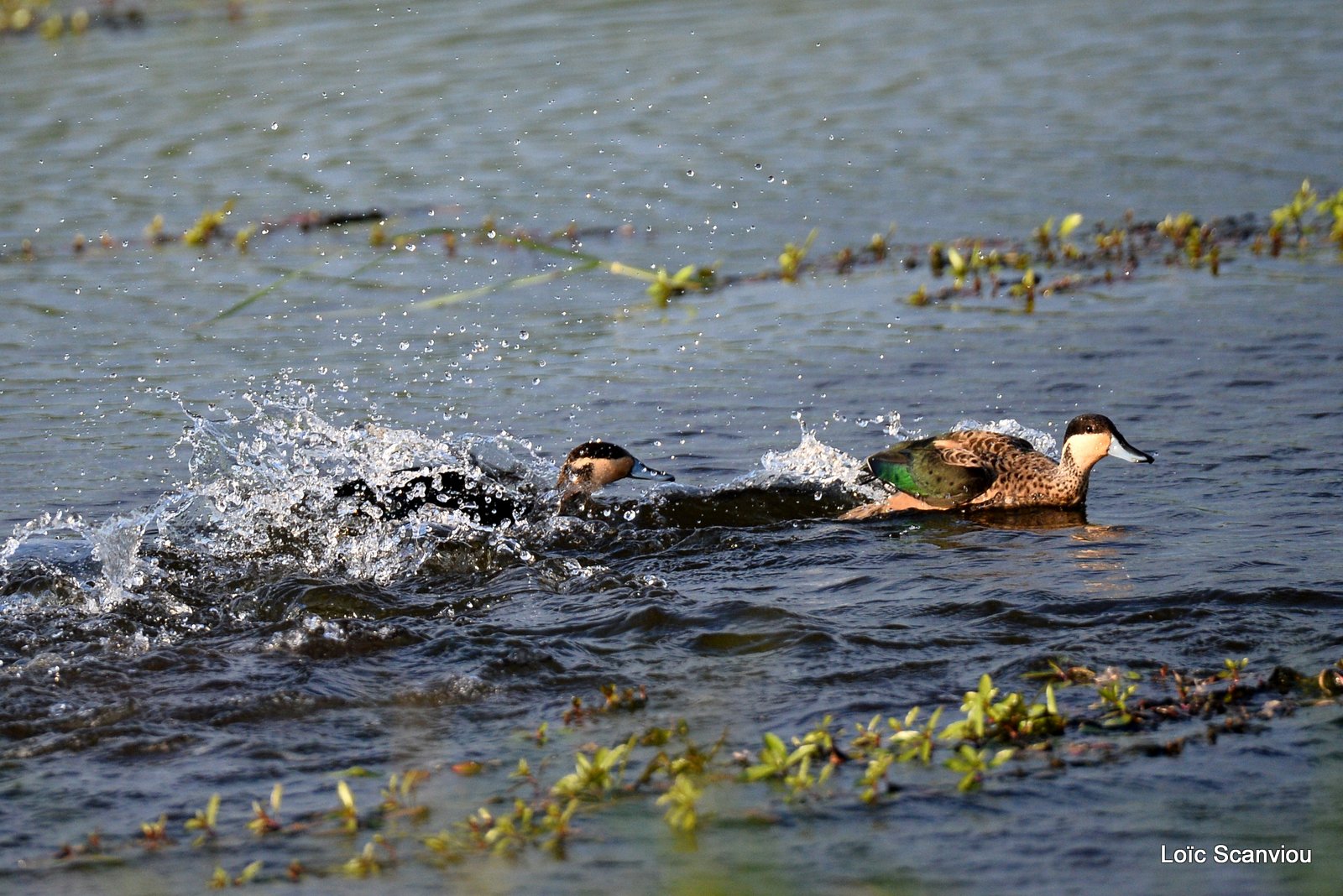 Sarcelle hottentote/Hottentot Teal (3)