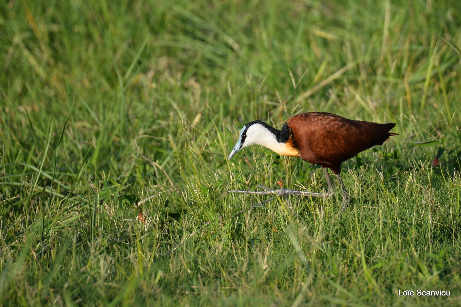Jacana à poitrine dorée/African Jacana (2)