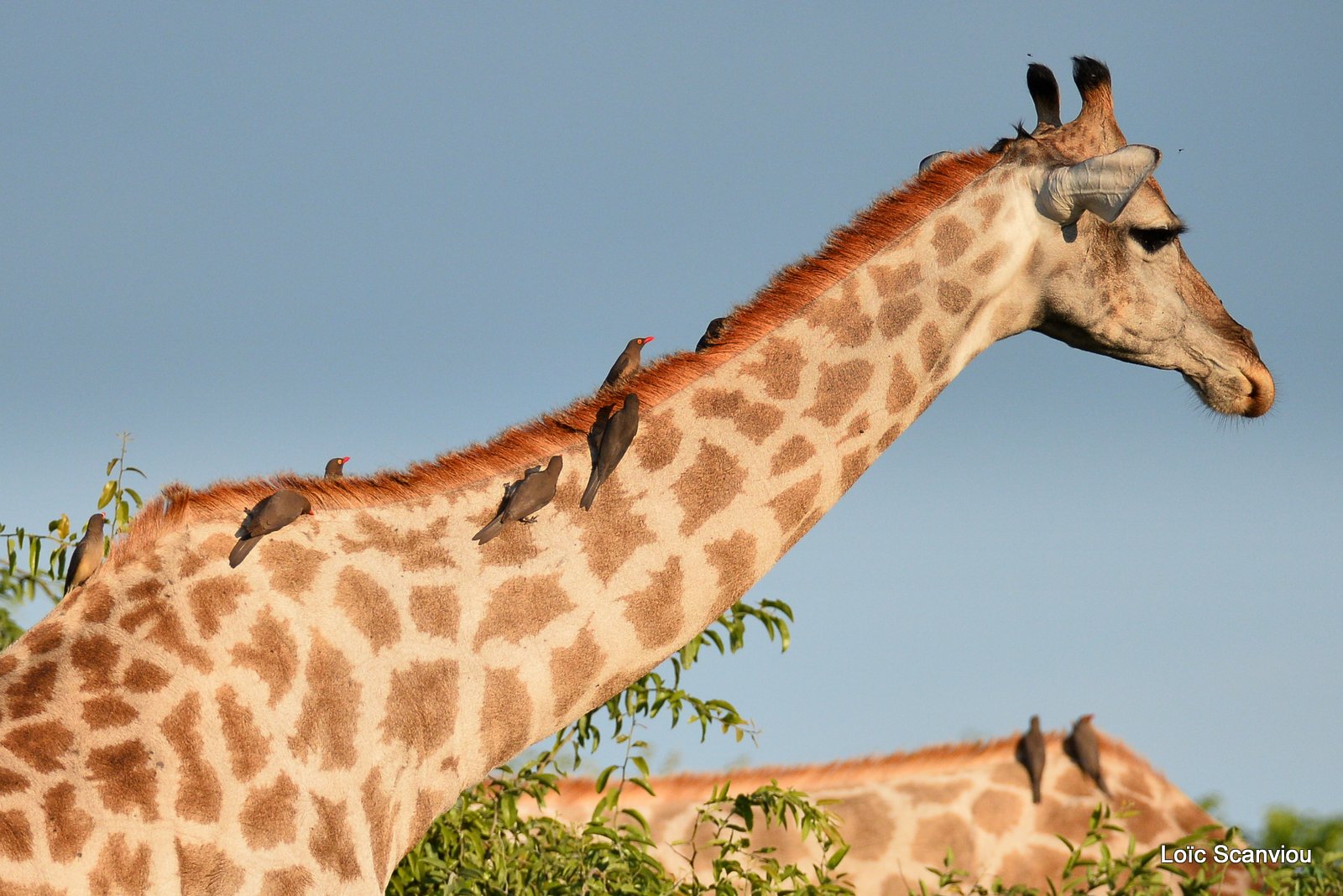 Girafe du Sud/Southern Giraffe (17)