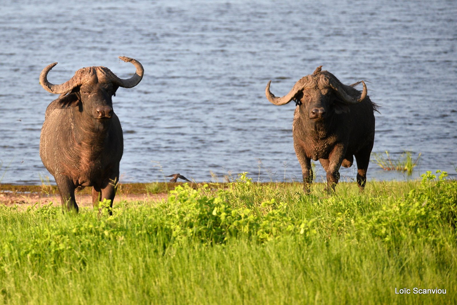 Buffle d'Afrique/Cape Buffalo (7)