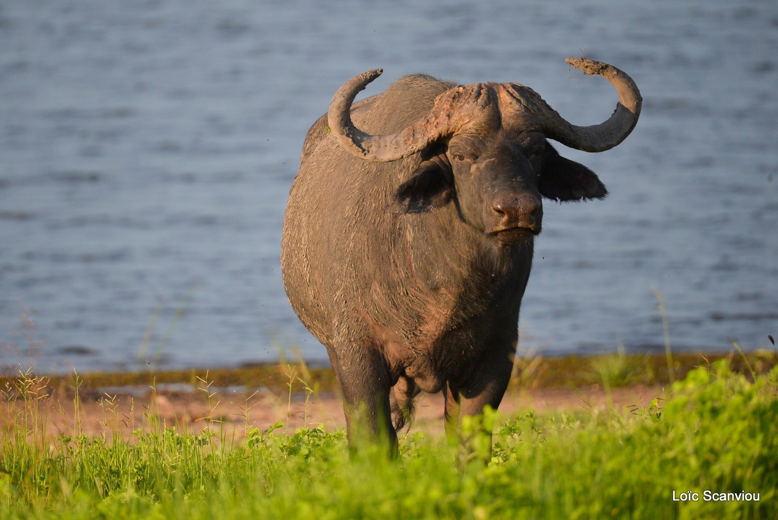 Buffle d'Afrique/Cape Buffalo (8)