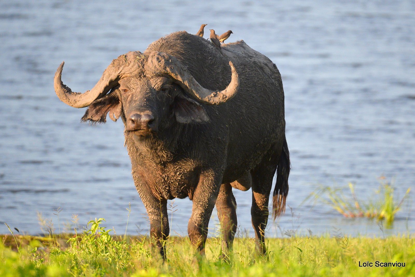 Buffle d'Afrique/Cape Buffalo (9)