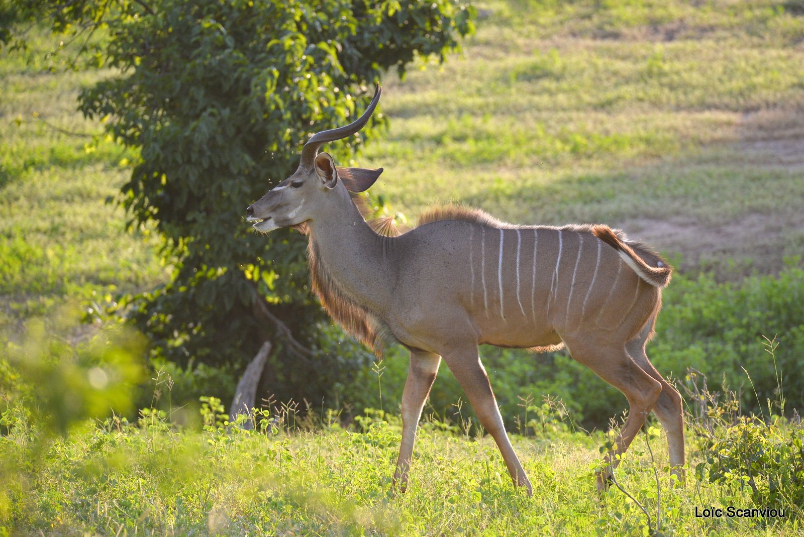 Grand koudou/Greater Kudu (11)