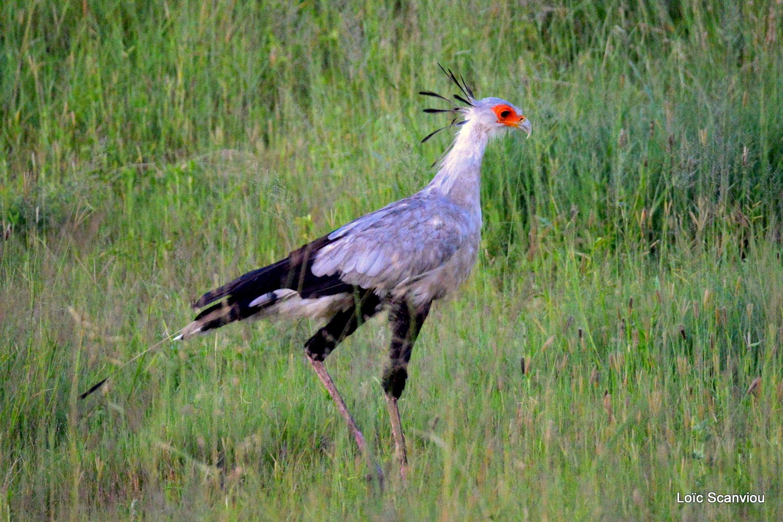 Messager sagittaire/Secretary Bird (1)
