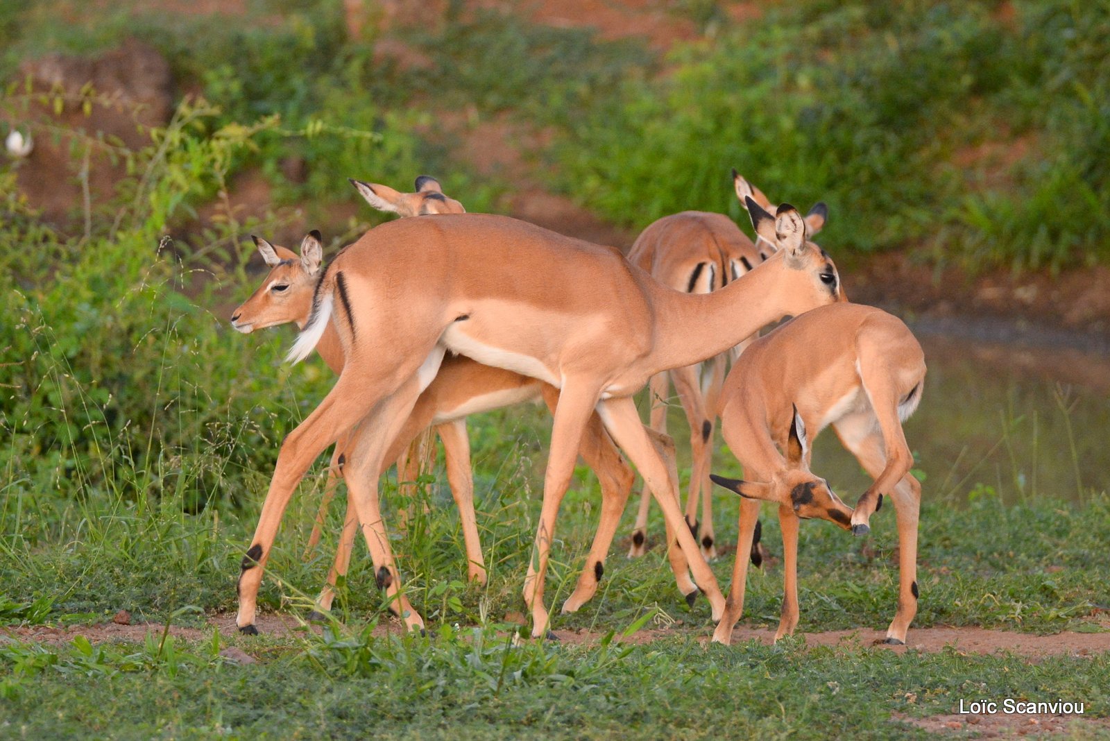 Chobe River Front 2020 (258)