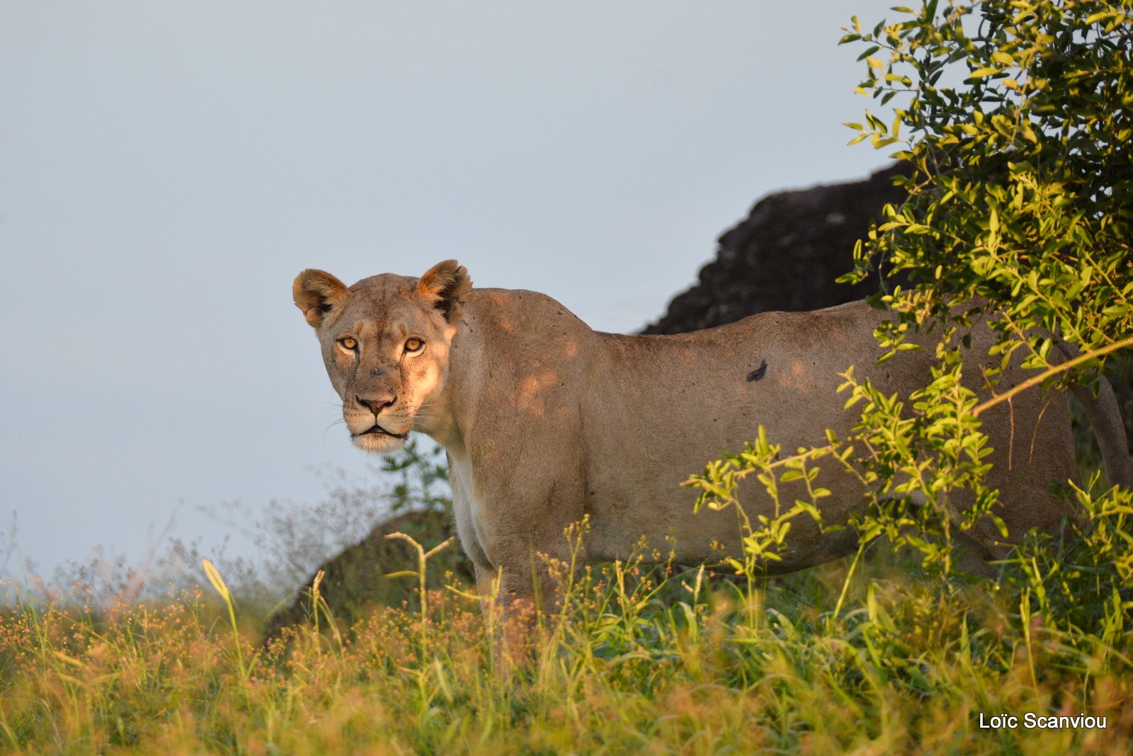 Lionne/Lioness (2)
