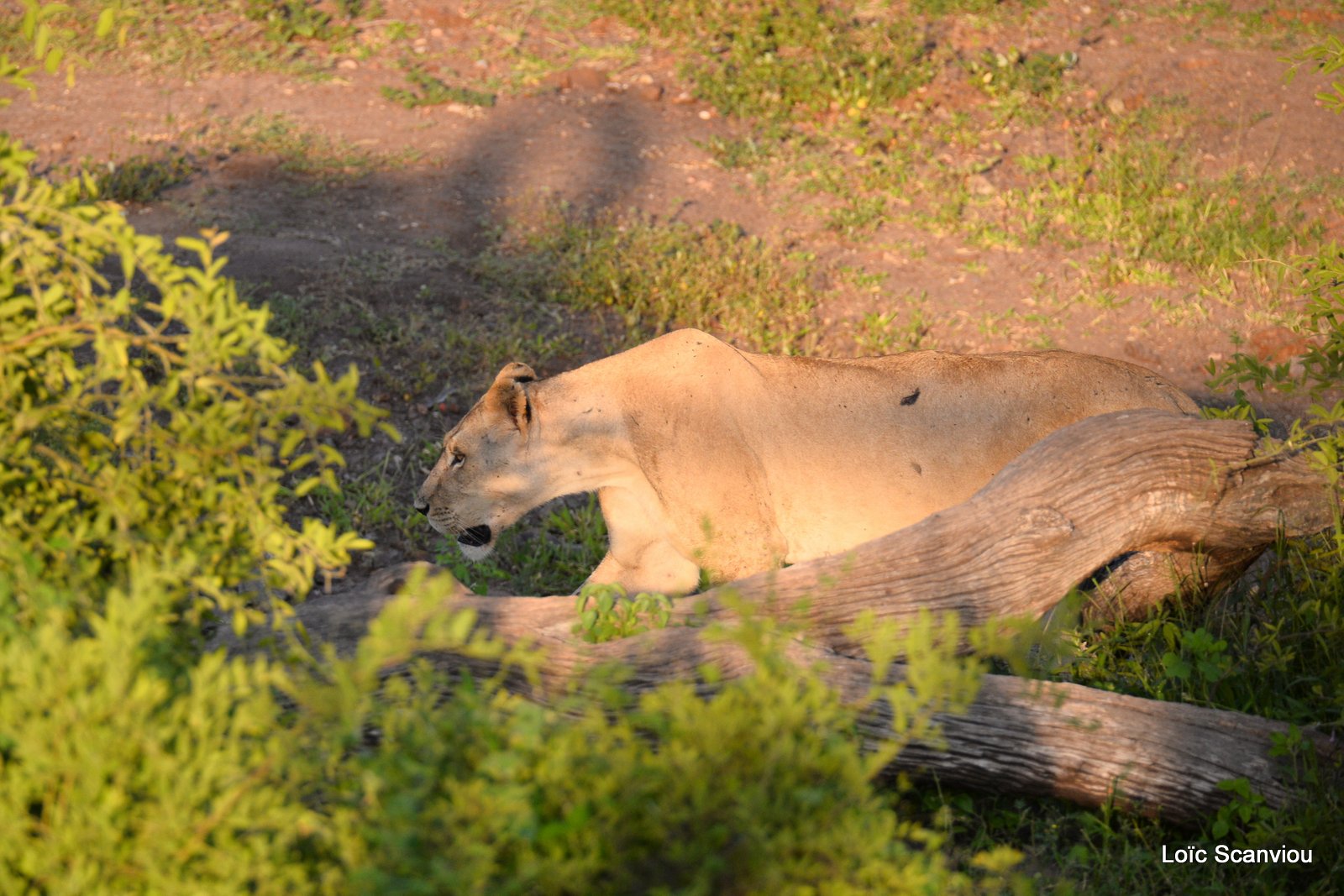 Lionne/Lioness (3)