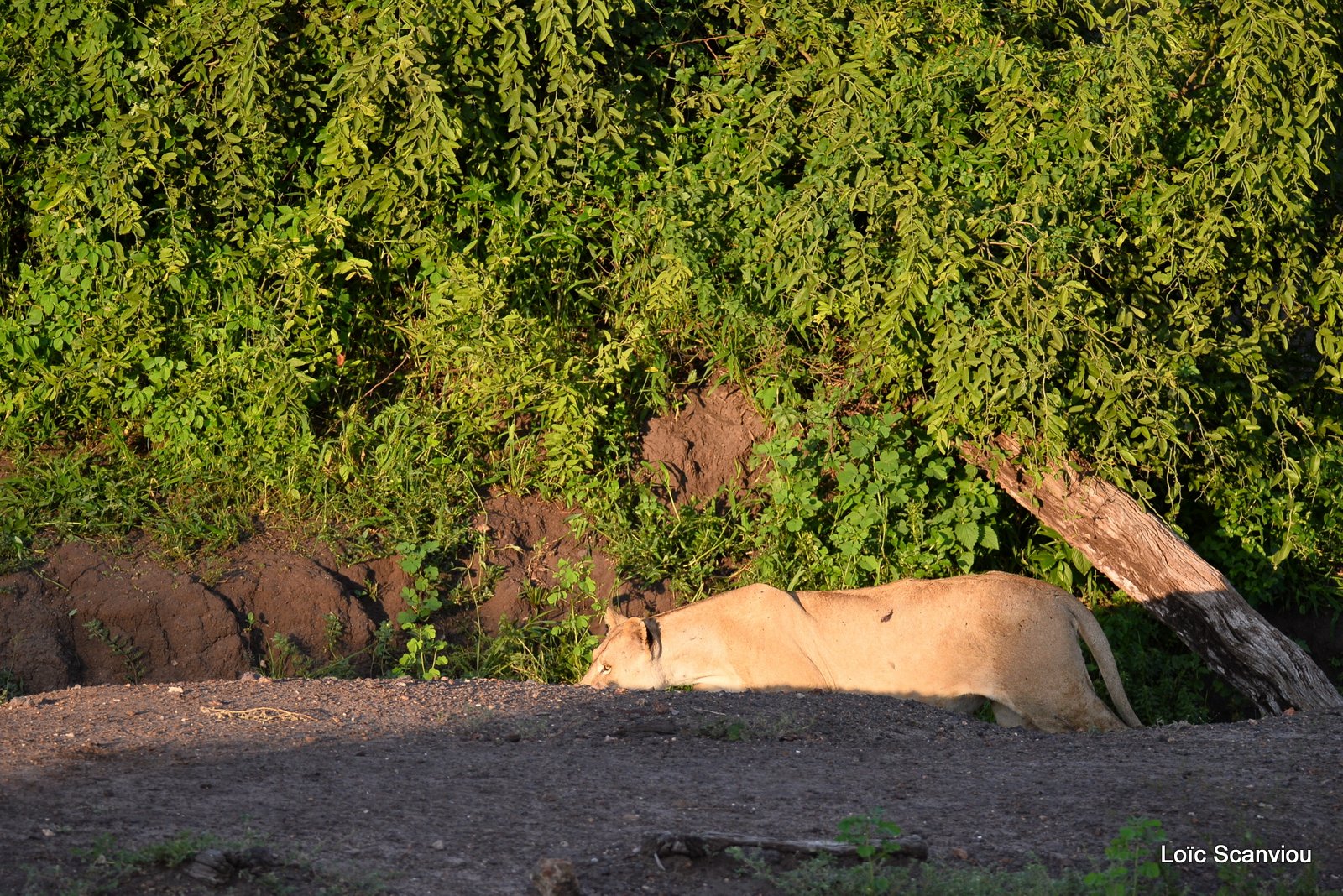 Lionne/Lioness (4)