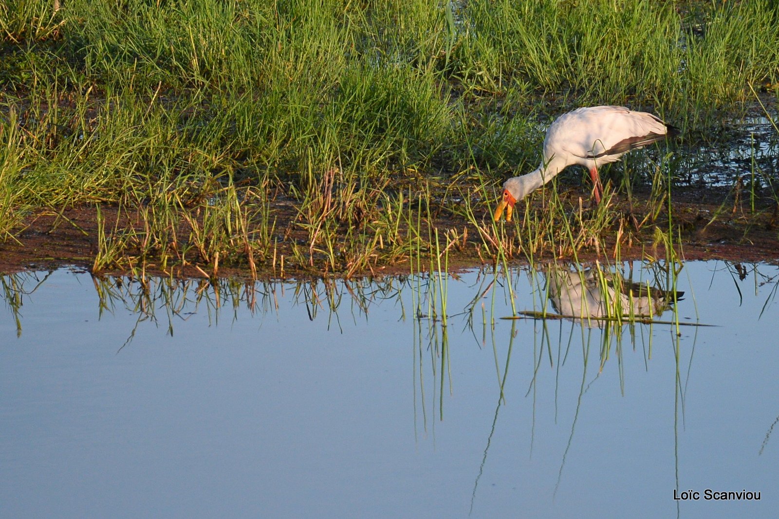 Tantale ibis/Yellow-billed Stork (1)