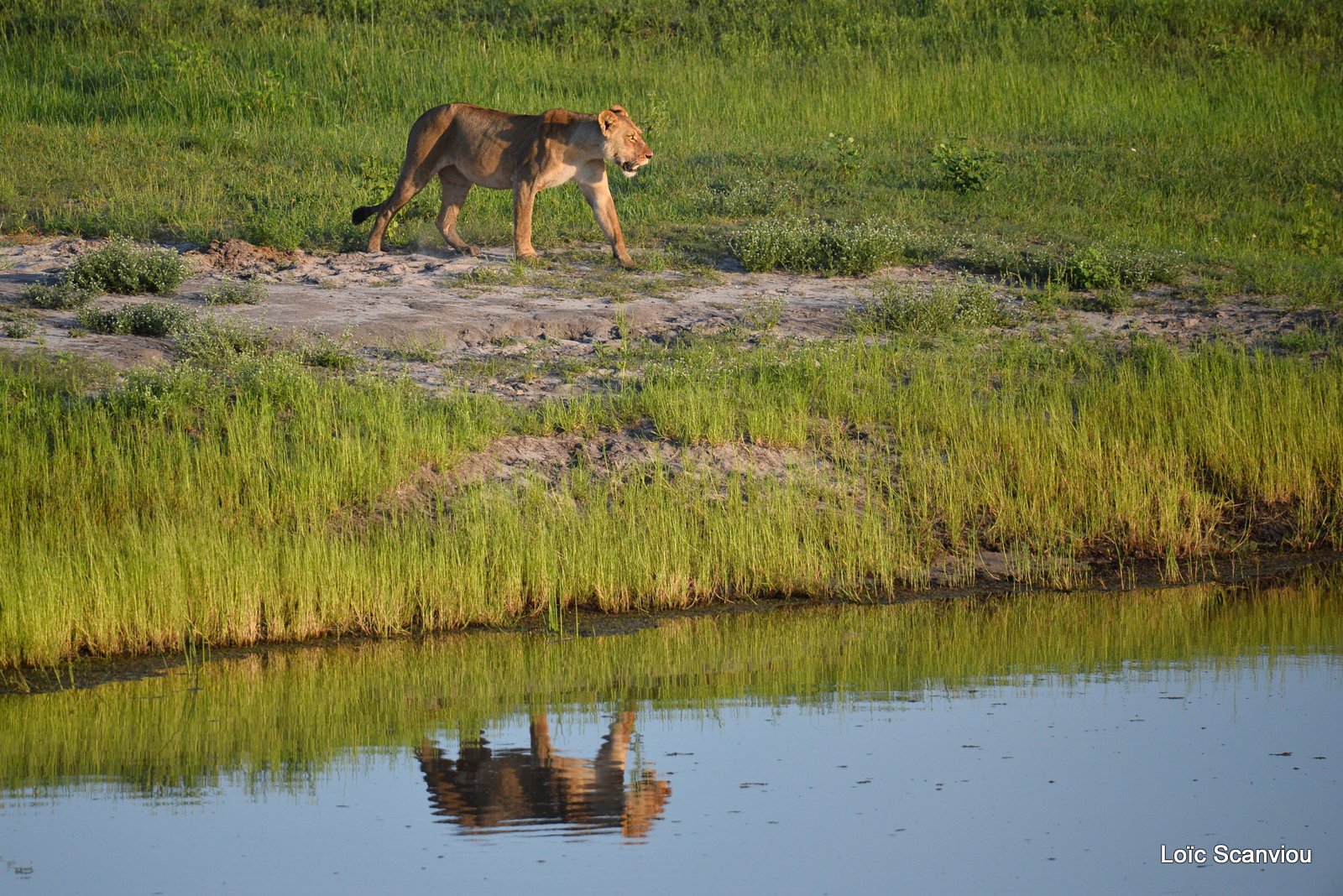 Lionne/Lioness (5)