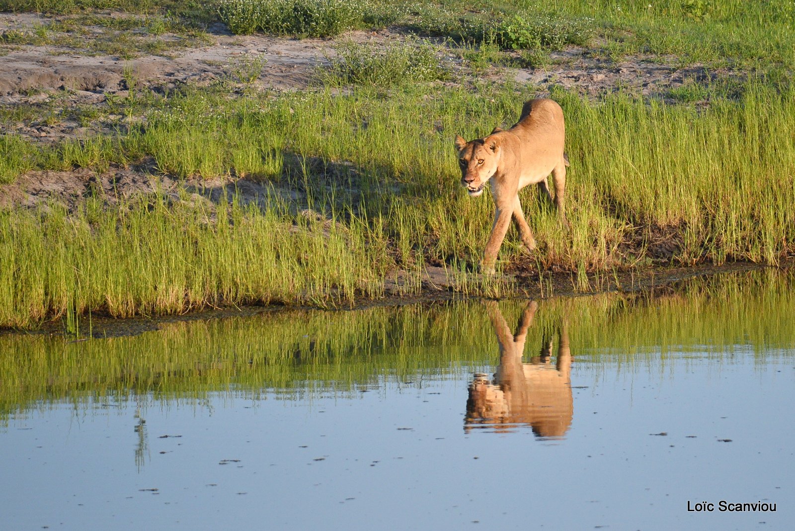 Lionne/Lioness (6)