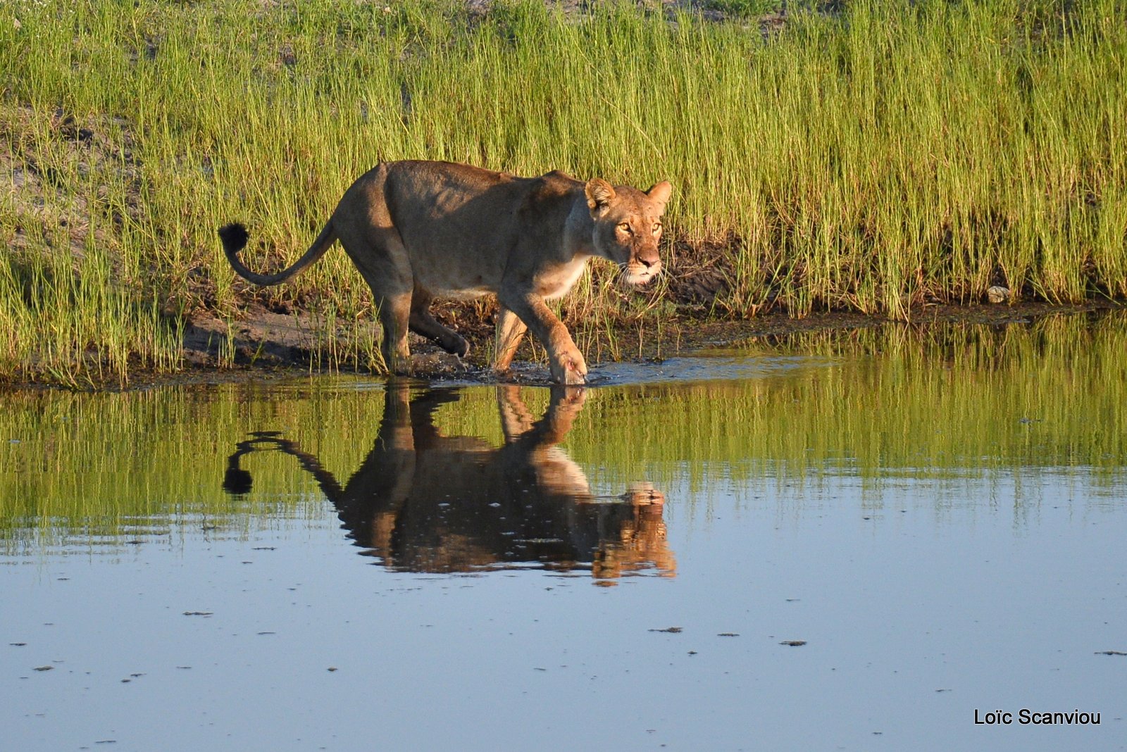 Lionne traversant la rivière/Lioness crossing the river (1)