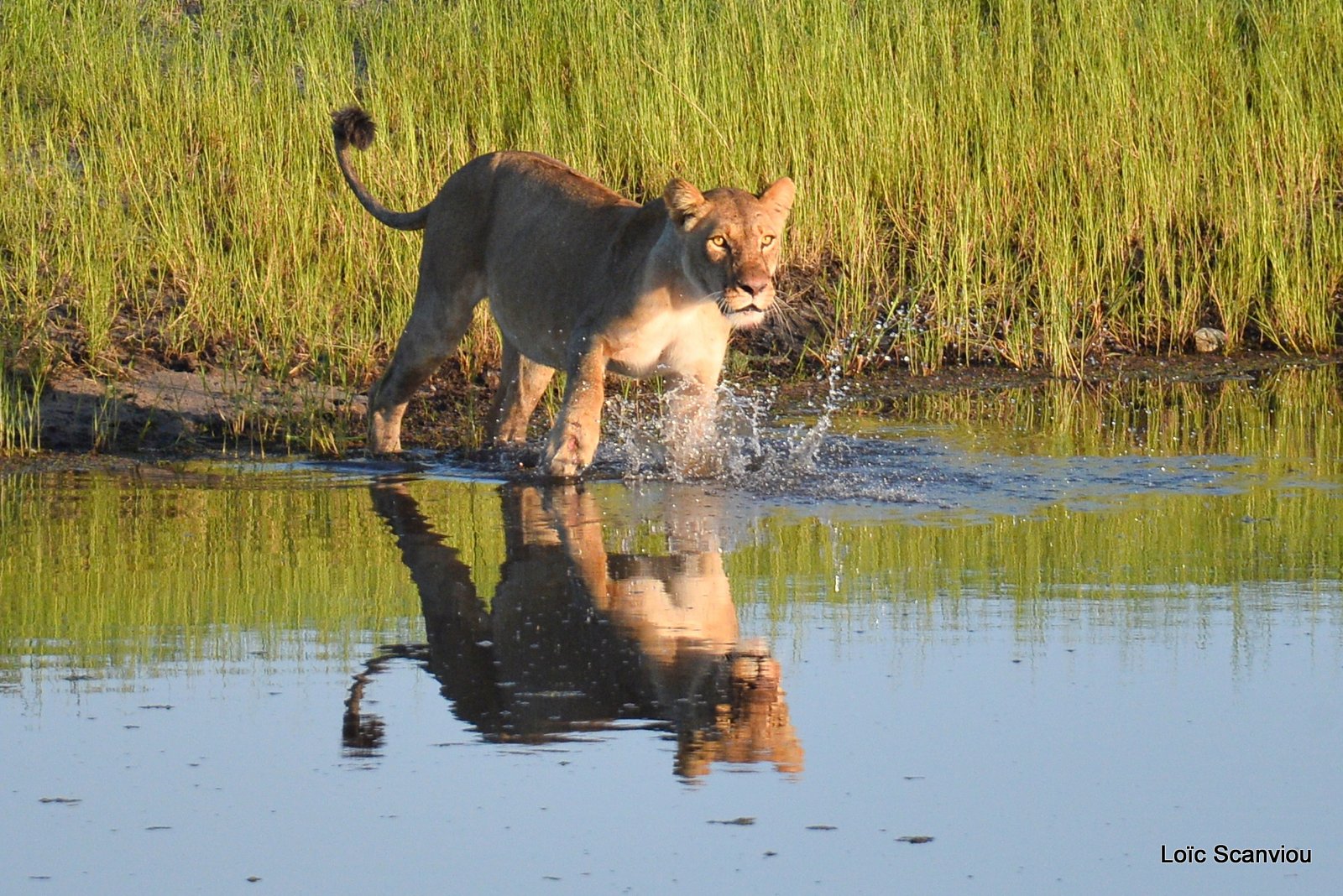 Lionne traversant la rivière/Lioness crossing the river (2)