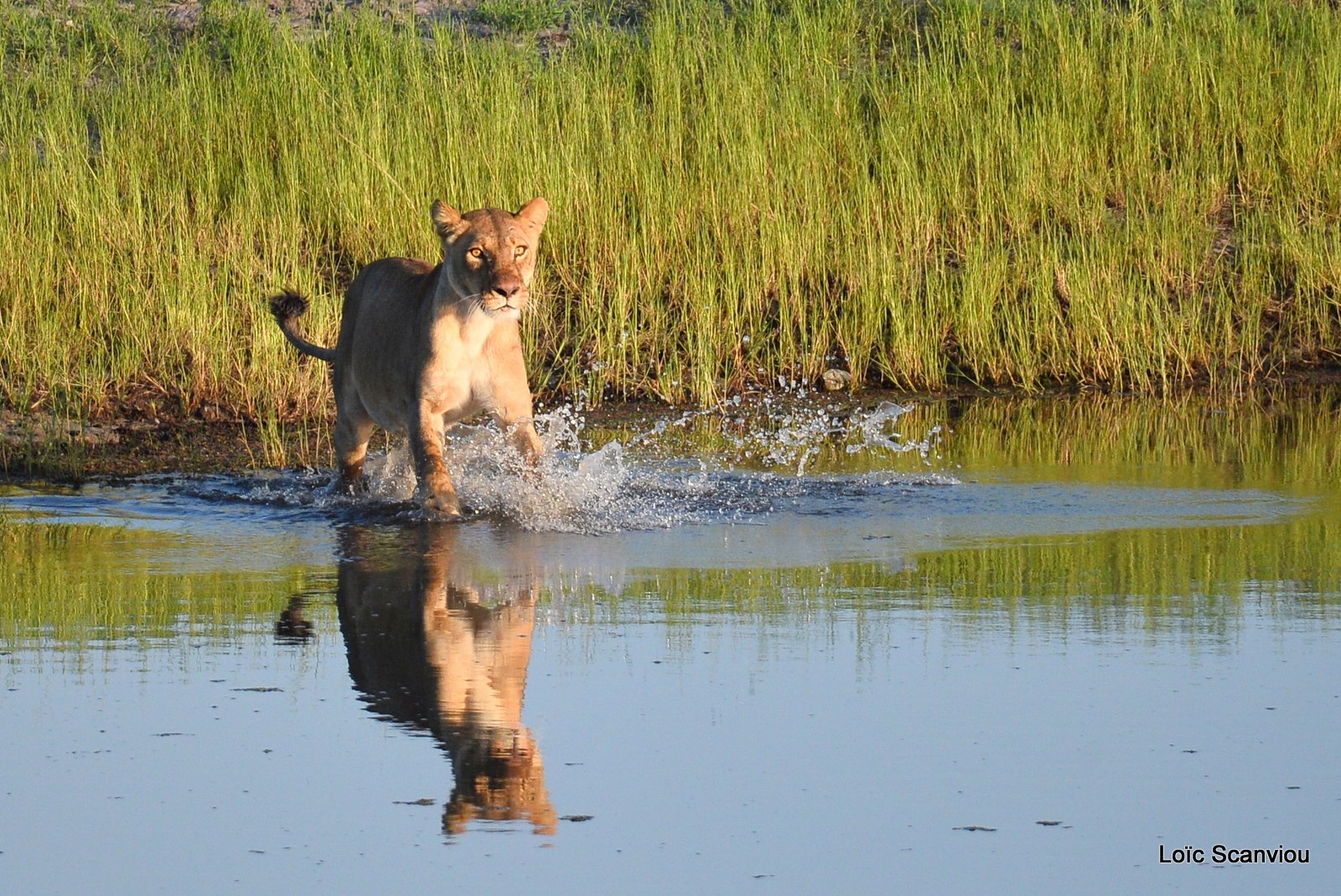 Lionne traversant la rivière/Lioness crossing the river (3)