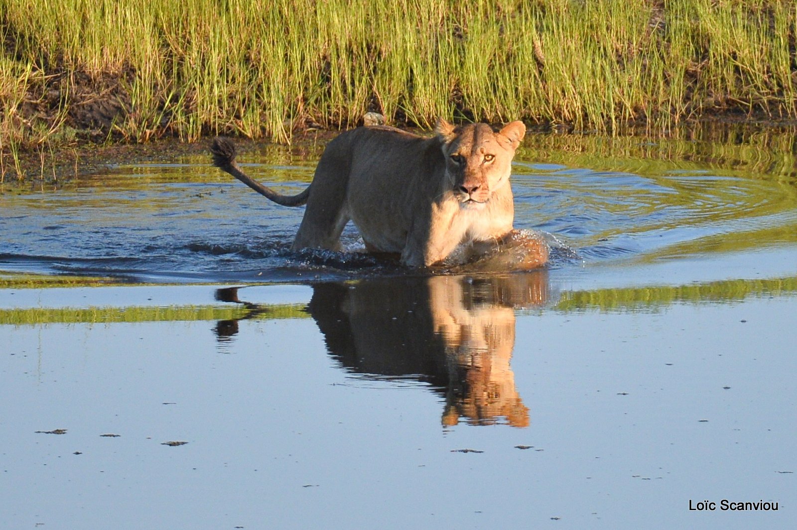 Lionne traversant la rivière/Lioness crossing the river (4)