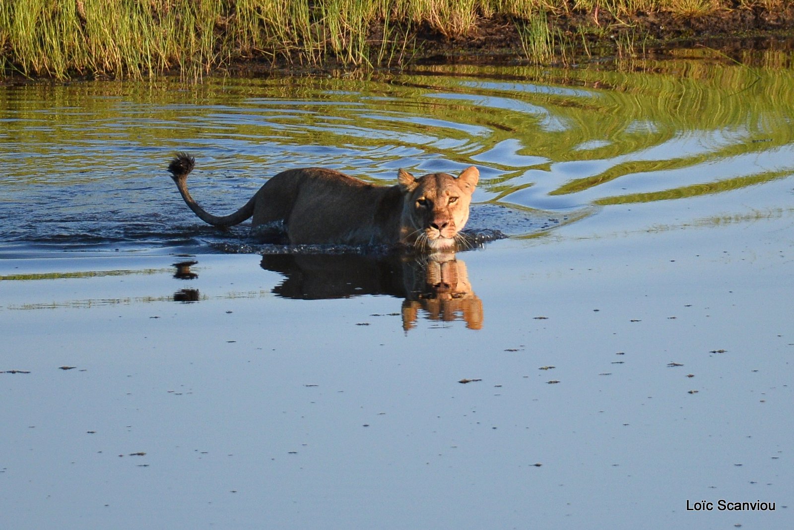 Lionne traversant la rivière/Lioness crossing the river (5)